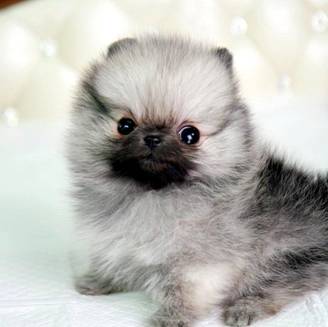 Teacup Pomeranian Puppies on Pomeranian Puppies    Ms Puppy Connection