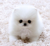 White pomeranian girl puppies for sale